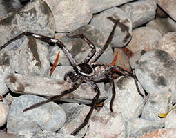European and Australian spider pictures, information and interestings