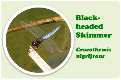 black headed skimmer