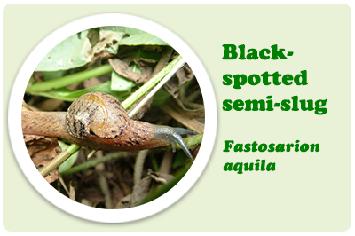 black spotted semi slug