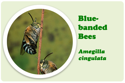 blue banded bees