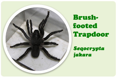 brush footed trapdoor