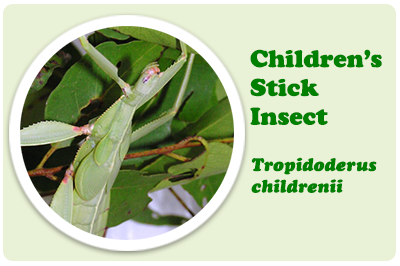 childrens stick insect