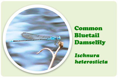 common bluetail damsel fly