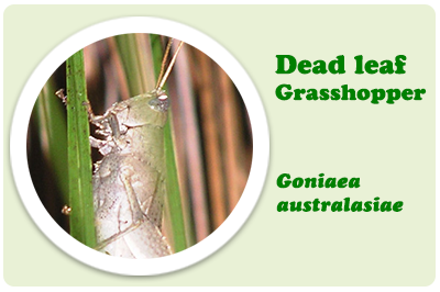dead leaf grasshopper