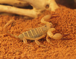 desert scorpion