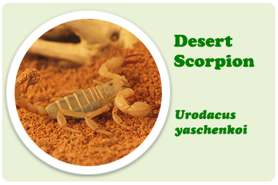 desert scorpion