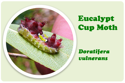 eucalypt cup moth