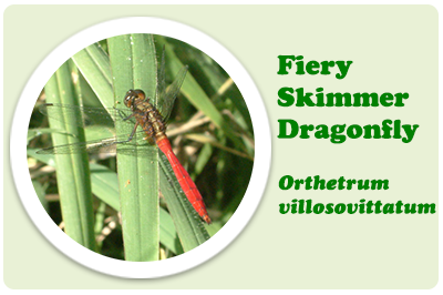 fiery skimmer dragonfly