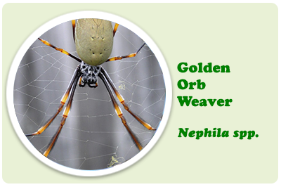golden orb weaver
