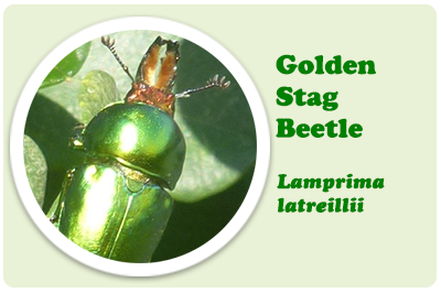 golden stag beetle