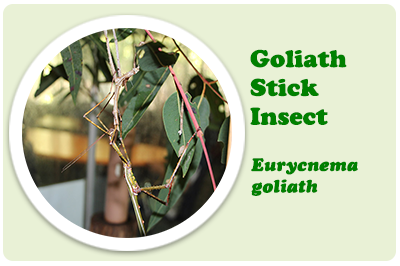 goliath stick insect