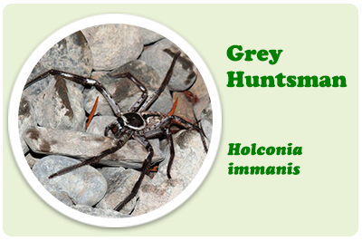 grey huntsman