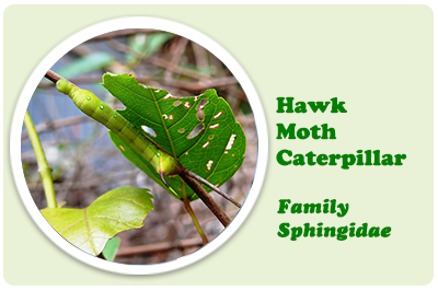 hawk moth caterpillar