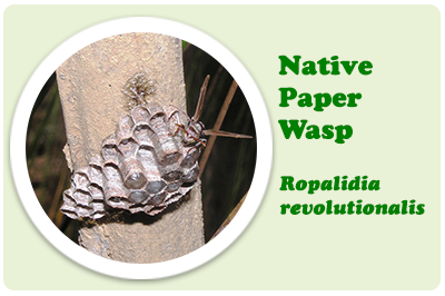 native paper wasp