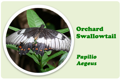 orchard swallowtail