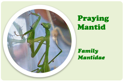 praying mantid
