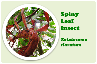 spiny leaf insect