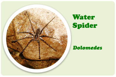 water spider
