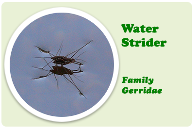 water strider