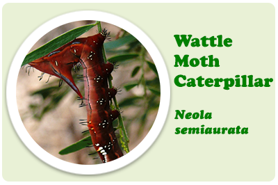 wattle moth caterpillar