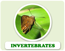 Invertebrates