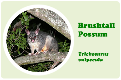 brushtail possum