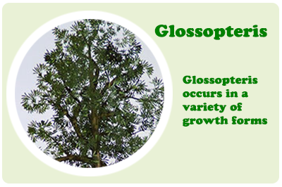 Glossopteris