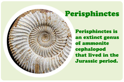 Perisphinctes