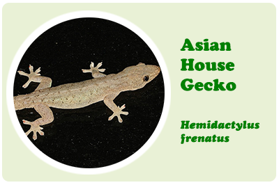 asian house gecko