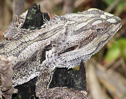 Eastern bearded dragon - Wikipedia