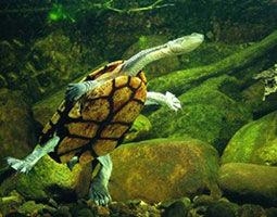 eastern snake turtle