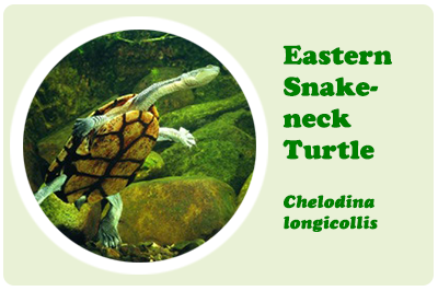 eastern snake-neck turtle