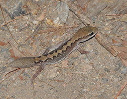 Eastern Stone Gecko