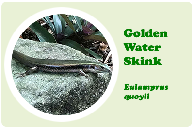 golden water skink