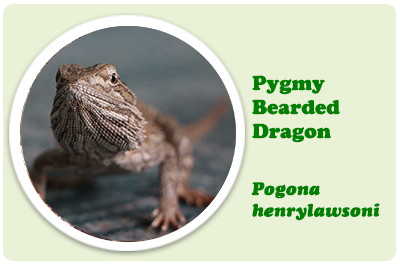 pygmy bearded dragon