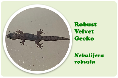 robust velvet gecko