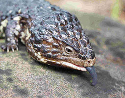 shingleback lizard