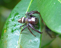 Jumping spider vs. hairstreak butterfly – Research News