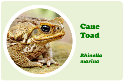 cane toad