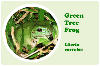 green tree frog