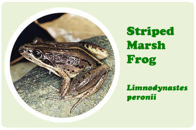 striped marsh frog