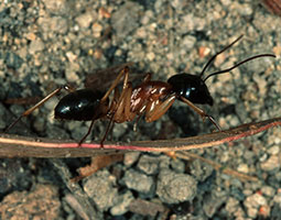 banded sugar ant