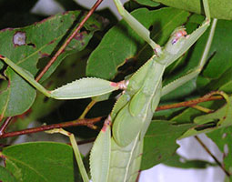 children's stick insect