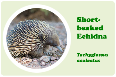 short-beaked echidna