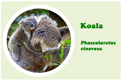 koala