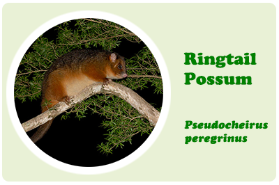 ringtail possum